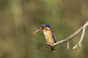 Malachite Kingfisher - Perching at the bank of