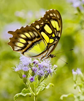 Malachite (Siproeta stelenes) butterfly