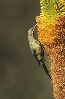 Aloe Prints: Malachite Sunbird Eclipse male, Aloe broomii flower, South Africa