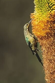 MALACHITE SUNBIRD - Eclipse male on Aloe broomii flower