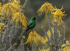 Blooms Gallery: Malachite Sunbird, Nectarinia famosa feeding on pincushion, Leucospermum; Cape, South Africa
