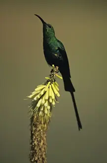 Malachite Sunbird - Perched on flower - South Africa