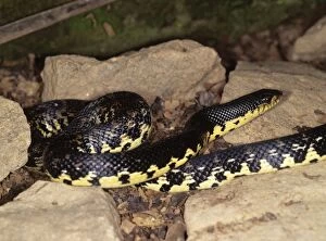 Images Dated 26th May 2015: Malagasy Giant Hognose Snake