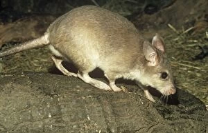 Images Dated 31st July 2007: Malagasy giant rat
