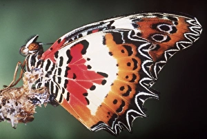 Images Dated 30th September 2008: Malay Lacewing Butterfly