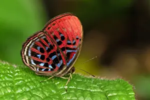 Harlequin Prints: Malay Red Harlequin - Danum Valley Conservation Area - Sabah - Borneo - Malaysia
