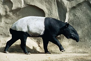 Malay / Saddle-backed Tapir