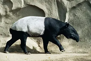 Captivity Prints: Malay / Sadle-backed Tapir