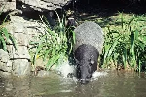 Images Dated 1st September 2010: Malayan / Asian Tapir - with young - entering water