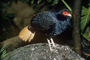 Images Dated 28th June 2007: Malayan crestless Fireback Pheasant - male