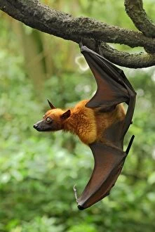 Images Dated 15th November 2007: Malayan Flying Fox - hanging from branch