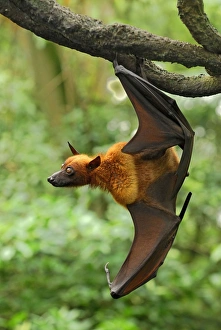 Images Dated 15th November 2007: Malayan Flying Fox - hanging from branch - Malaysia