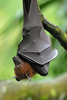 Images Dated 15th November 2007: Malayan Flying Fox - hanging upside down