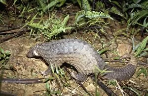 Images Dated 3rd March 2010: Malayan Pangolin - Vietnam