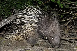 Porcupine Prints: Malayan Porcupine / East Asian Porcupine - Thailand
