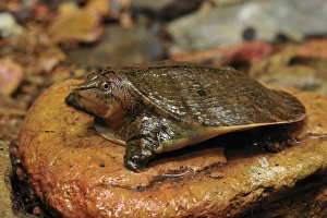 Images Dated 14th December 2008: Malayan Soft-shelled Turtle - Gunung Leuser National Park - Northern Sumatra - Indonesia