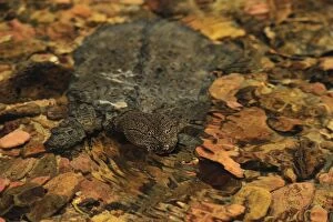 Images Dated 14th December 2008: Malayan Soft-shelled Turtle - Gunung Leuser National Park - Northern Sumatra - Indonesia