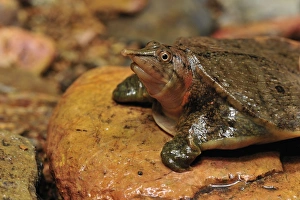 Images Dated 14th December 2008: Malayan Soft-shelled Turtle - Gunung Leuser National Park - Northern Sumatra - Indonesia