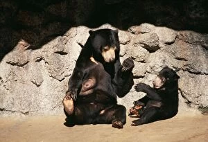 Malayan Sun Bear - With cub