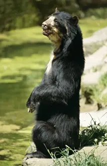 Malayan Sun Bear Malaysia / Asia