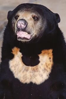 Malayan Sun Bear - Threatened