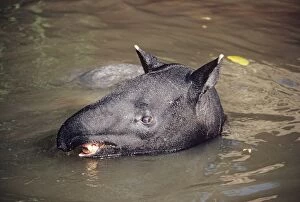 Malayan Tapir - in water