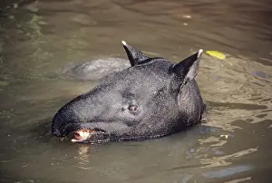 Tapir Prints: Malayan Tapir - in water