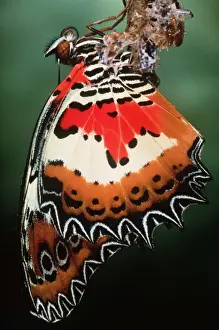 Malaysia Lacewing Butterfly - emerging