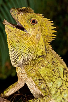 David Gallery: Malaysian Crested Dragon Lizard, Goniocephalus