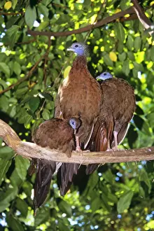 Malaysian Great Argus Pheasant - female & young