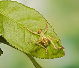Images Dated 27th October 2007: Malaysian Katydid 005290