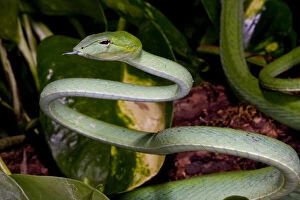 Malaysian Long Nose Vine Snake, Ahaetulla