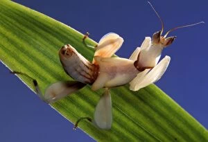 Images Dated 30th January 2014: Malaysian Orchid Mantis