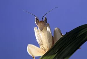 Images Dated 30th January 2014: Malaysian Orchid Mantis
