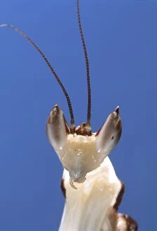 Images Dated 30th January 2014: Malaysian Orchid Mantis - close-up of head