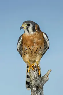 Landing Prints: Male American Kestrel Date: 01-01-2000