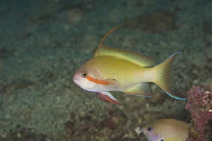Aquarium Gallery: Male Anthias fish (Pseudanthias sp.) Puerto