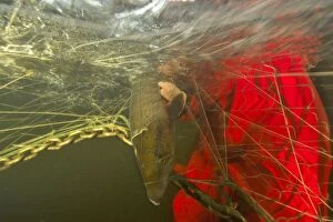 Male Atlantic salmon caught in net for a hatchery