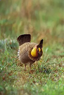 Mate Prints: Male Attwater's Prairie Chicken / Grouse - displaying