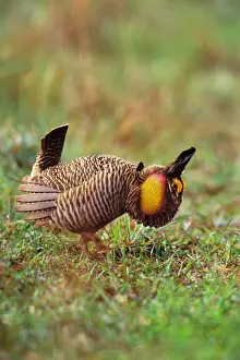 Male Attwater's Prairie Chicken / Grouse - displaying. bg366