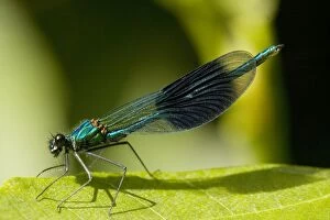 Images Dated 8th August 2007: Male Banded Demoiselle