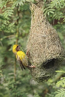 Male Baya Weaver Bird building the nest, Keoladeo
