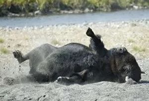 Male bison - Dust bathing, this behaviour is more common during the rut