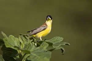 Rhodes Prints: Male Black-headed Bunting Rhodes Greece May