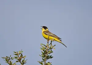 Rhodes Prints: Male Black-headed Bunting singing on territory Rhodes Greece may