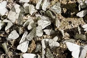 Male Black-veined White butterflies - gathering en masse to acquire mineral salts from damp soil