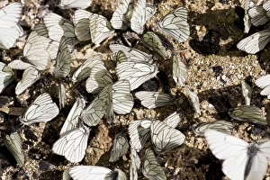Male Black-veined White butterflies - gathering en masse to acquire mineral salts Male Black-veined White butterflies - gathering en masse to acquire mineral salts