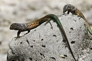 Images Dated 11th November 2011: Male Bonaire Whiptail Lizard (Cnemidophorus)