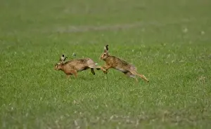 Pursuit Prints: Male Brown Hare chasing female in Oxordshire February