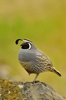 Images Dated 1st May 2008: Male California Quail / California Valley Quail / Valley Quail - Pacific Northwest - USA _C3B1196